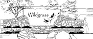 Wildgrass